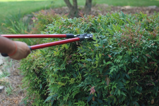 pruning trees, garden maintenance, shaping bushes, professional care